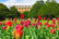  The East Front Gardens, Hampton Court Palace Tulip Festival.  